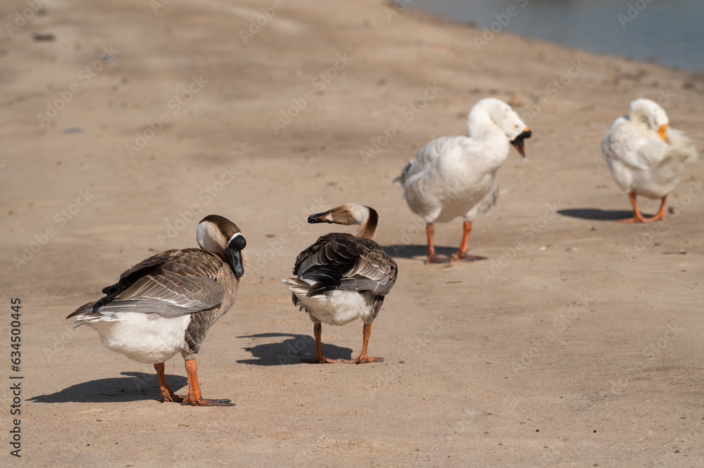 Geese are cleaning themselves.Selective focus on geese. Geese are cleaning themselves.Selective focus on geese.