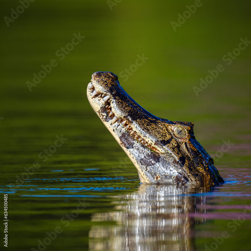 Caiman, Pantanal, Brazil