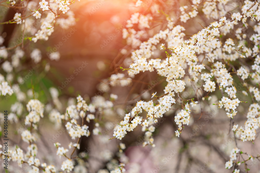 Twigs of flowering fruit trees with selective focus, toned. Spring background with copy space Twigs of flowering fruit trees with selective focus, toned. Spring background with copy space