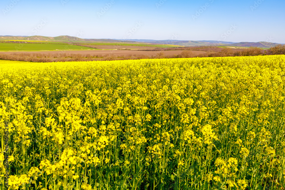 Blooming rapeseed field in early spring. Background with selective focus and copy space for text