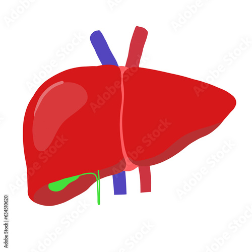 Human liver, gall bladder, hepatic and bile duct organ. PNG transparent illustration.