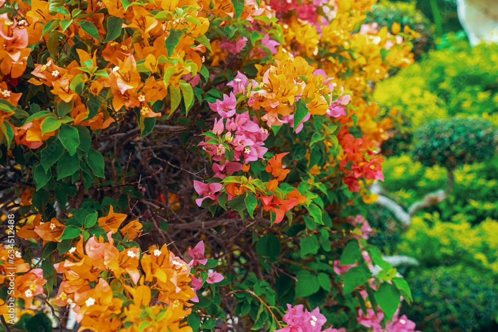 Bright tropical flowers. Orange, pink and red flowers Bright tropical flowers. Orange, pink and red flowers