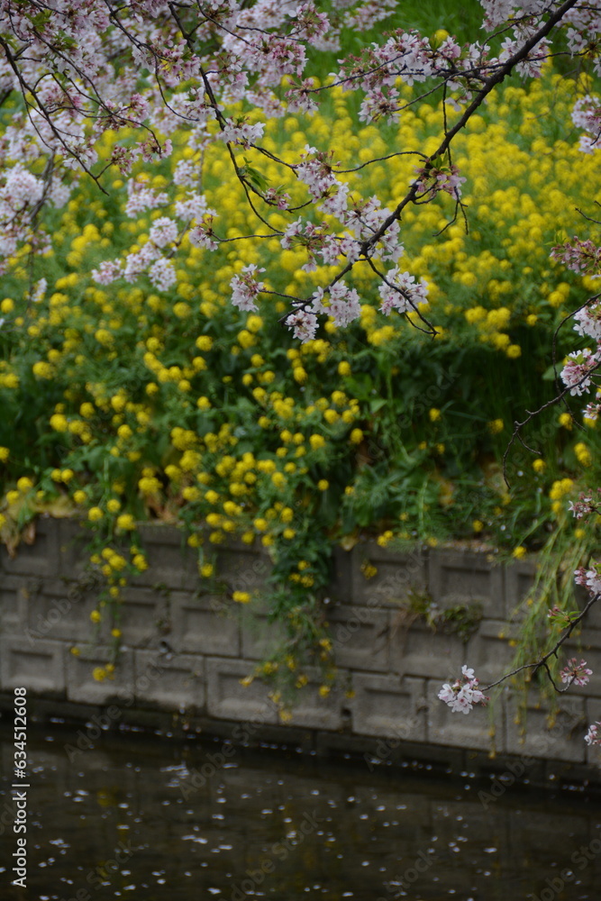 Naklejka premium 桜と菜の花