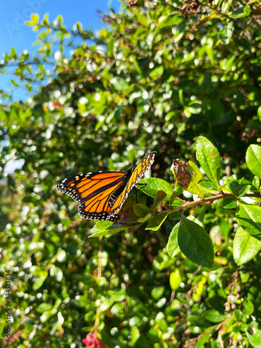 Danaus plexippus in the natural habitat