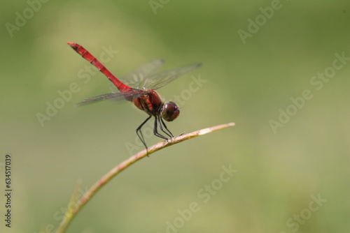 Summer Darter (Sympetrum darwinianum) in Japan