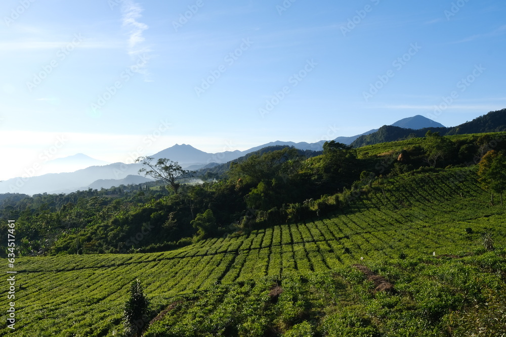 green tea plantation in sunny morning with blue sky in Lembang, Bandung