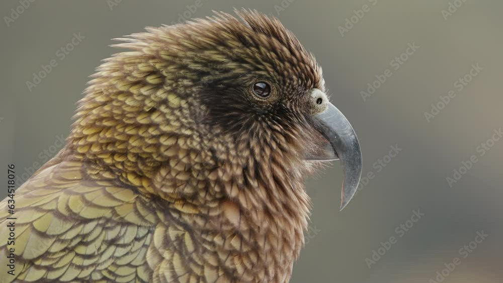 Kea Bird, The Alpine Parrot Species In Fiordland National Park, New Zealand. Close Up Kea Bird, The Alpine Parrot Species In Fiordland National Park, New Zealand. Close Up