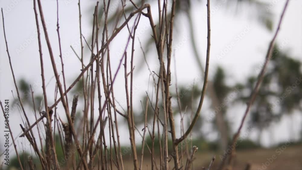 A close-up video of leafless branches of the birch tree with the trees in the background. Slow-motion, pan left. Nature landscape. Global warming concept . serious water shortages. Drought concept. A close-up video of leafless branches of the birch tree with the trees in the background. Slow-motion, pan left. Nature landscape. Global warming concept . serious water shortages. Drought concept.