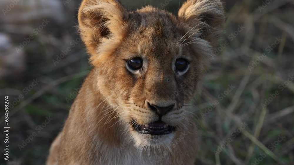 Small lion cub panting in the afternoon sun in Uganda, Africa.