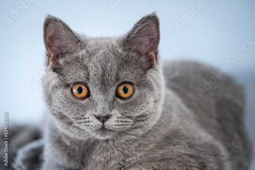 Fototapeta Naklejka Na Ścianę i Meble -  Portrait of a British Shorthair Cat