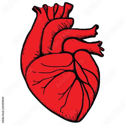 human heart anatomy sketch