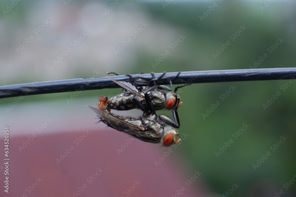 flies are hanging on the wires and making love flies are hanging on the wires and making love