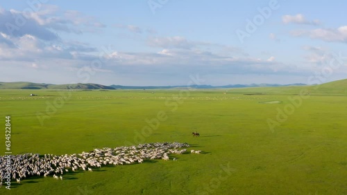 Nomadic herder on horse moves livestock cattle sheep across mongolian grassland photo
