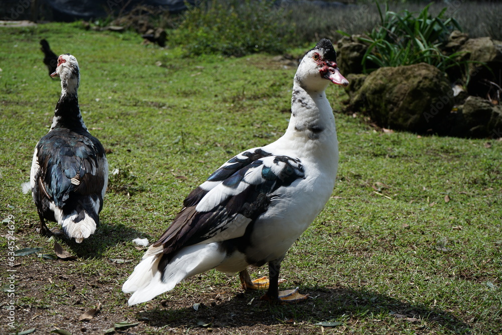 Fototapeta premium patos en pasto