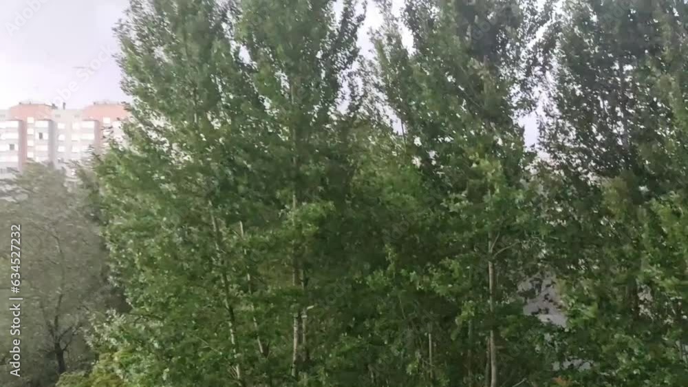 Strong wind bends and breaks trees in the park before a strong thunderstorm. Poplars bend under the pressure of a strong wind during a cyclone. Strong wind bends and breaks trees in the park before a strong thunderstorm. Poplars bend under the pressure of a strong wind during a cyclone.