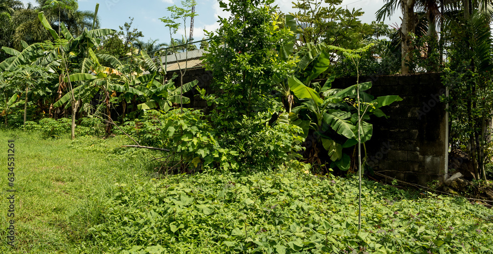 An empty piece of urban land turned into a small scale farming undertaking to produce vegetables and fruits. Urban farming is common in developing countries and is a entrepreneurial side income.  