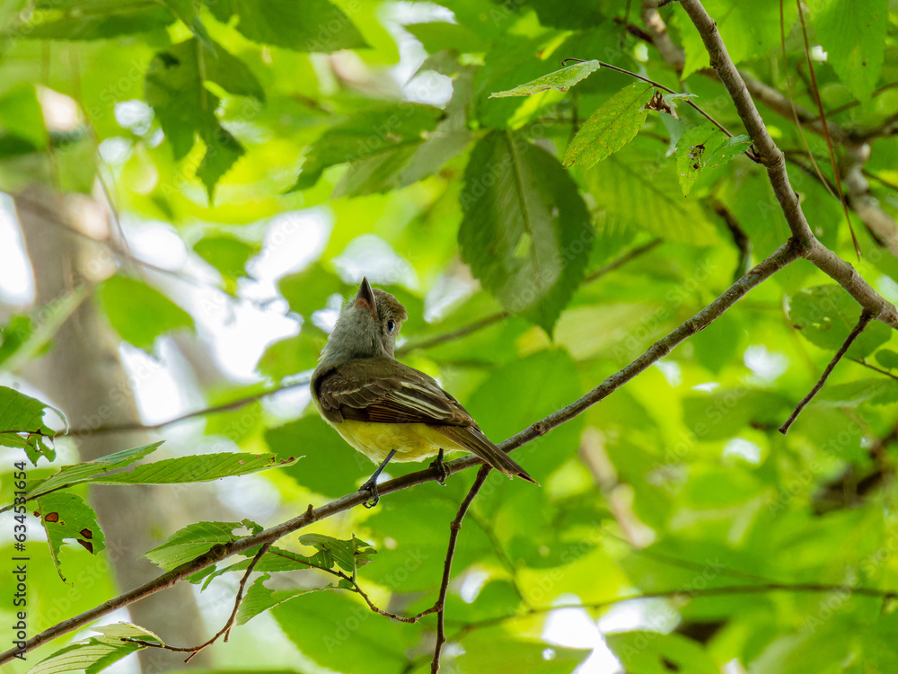 Close up shot of Great crested flycatcher in Caddo Lake State Park Close up shot of Great crested flycatcher in Caddo Lake State Park