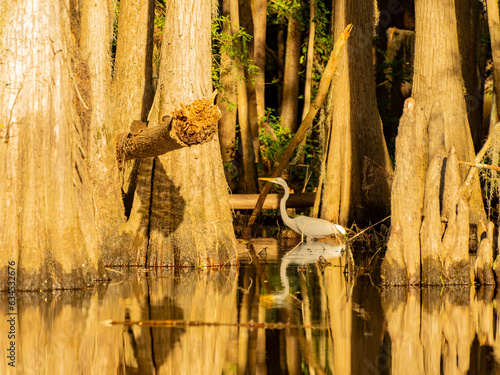 Close up shot of Great egret in Caddo Lake State Park photo