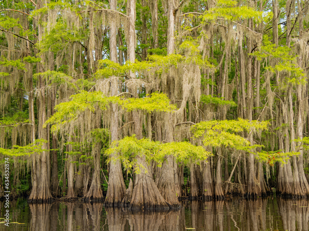Fototapeta premium Sunny view of many bald cypress in Caddo Lake State Park