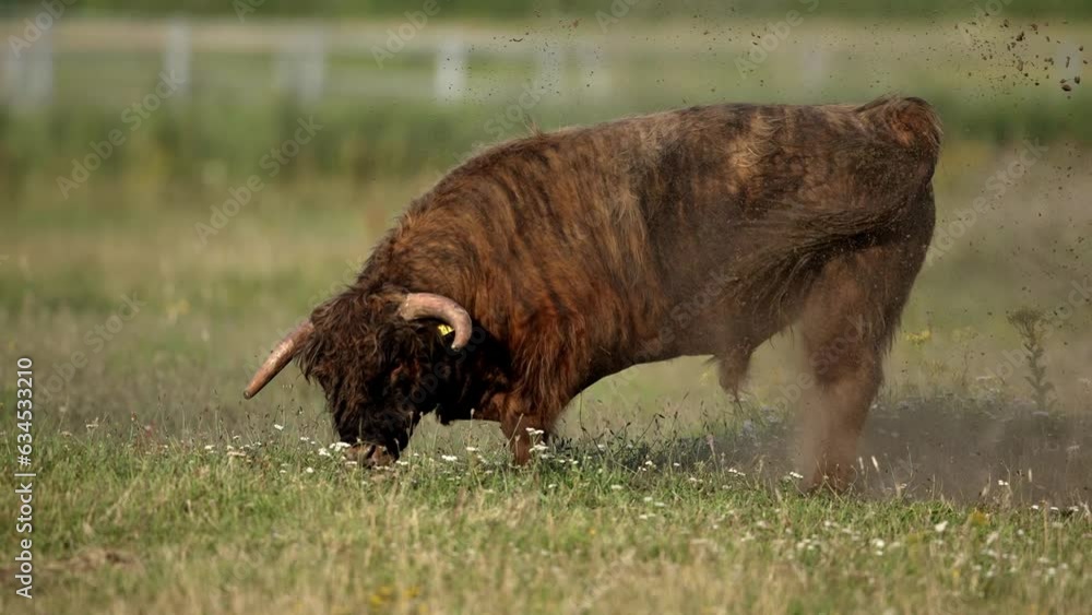 Close up shot of a highland cattle bull throwing dirt up into the air to protect itself from the flies and bugs, slow motion Close up shot of a highland cattle bull throwing dirt up into the air to protect itself from the flies and bugs, slow motion