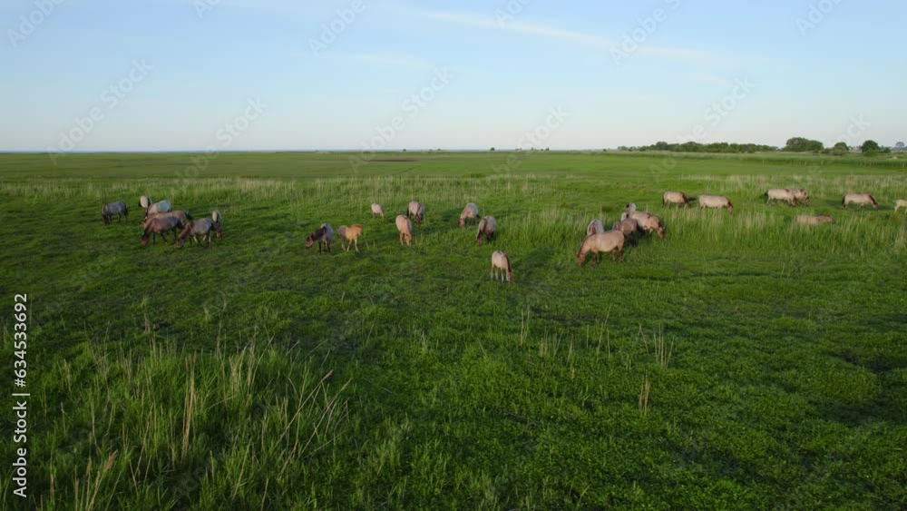 Aerial shot of wild horses and birds in Polish nature reserve Beka. Aerial shot of wild horses and birds in Polish nature reserve Beka.