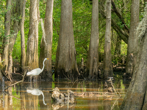 Close up shot of Great egret in Caddo Lake State Park