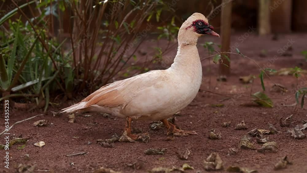 Muscovy Duck Animal Muscovy Duck Animal