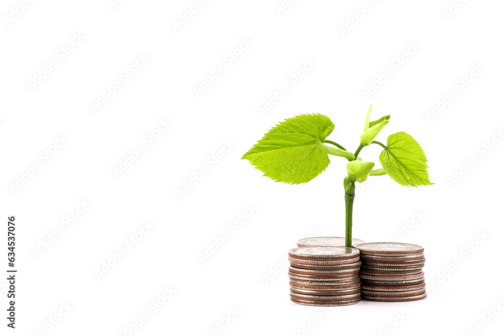 Young sprout with green leaves and columns of coins on a white background Young sprout with green leaves and columns of coins on a white background