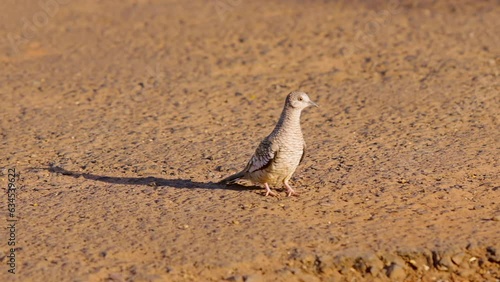 Scaled Dove Bird photo