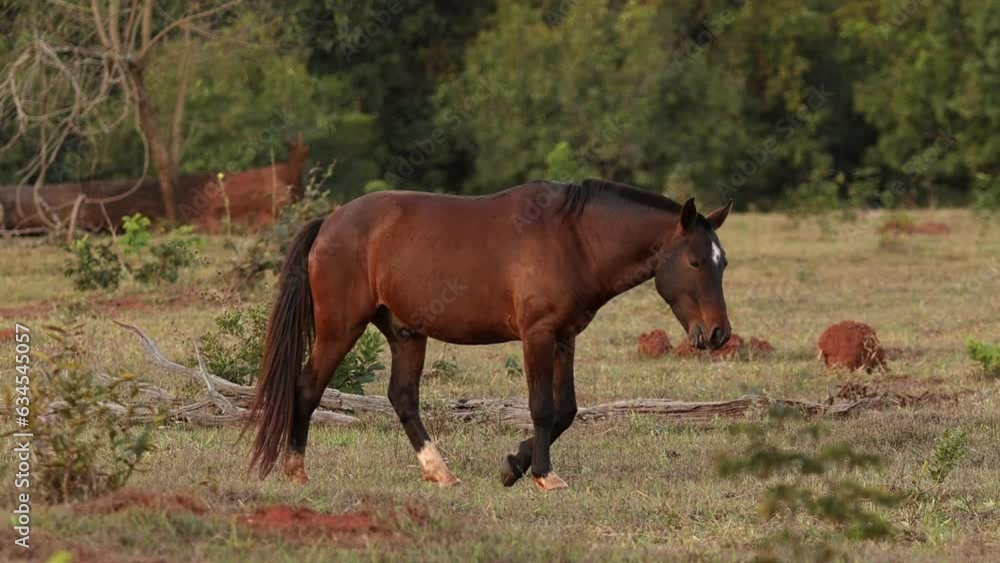 brown horse eating grass in a pasture field brown horse eating grass in a pasture field