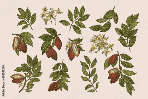 Set with cocoa plant. Fruits, leaves, flowers. Vector vintage illustration. Colorful.