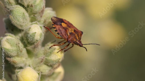 Close up shot of Halyomorpha halys - Brown marmorated stunk bug in flower in wilderness photo