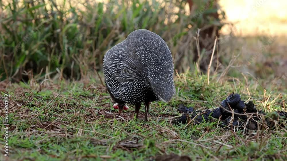 guinea fowl farm animal guinea fowl farm animal