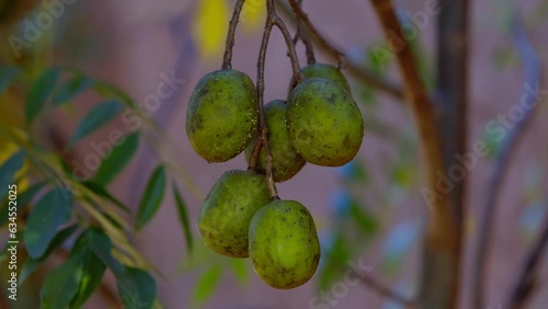 Mombins Tree Fruit