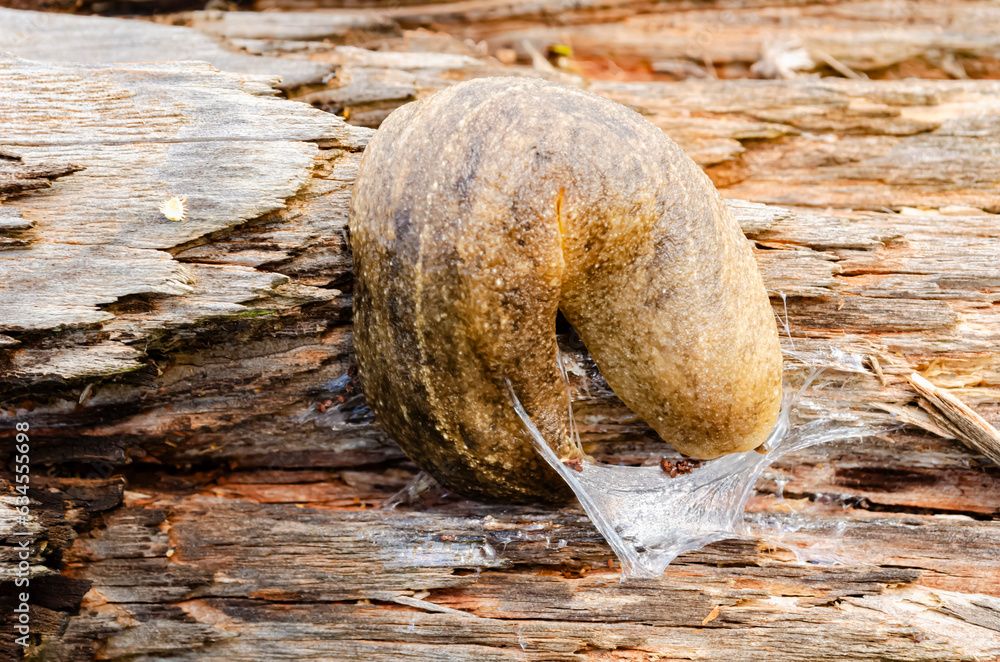Obraz premium Slug On A Rotting Log Crawling Out Of It's Slime