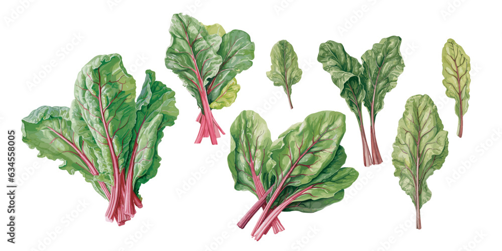 watercolor leafy swiss chard clipart for graphic resources เวกเตอร์