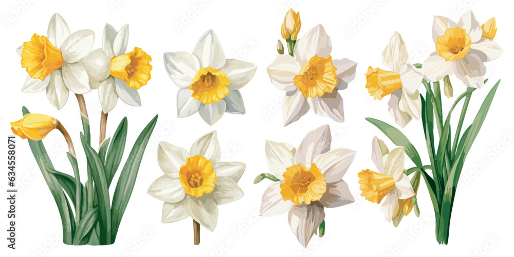 watercolor narcissus clipart for graphic resources - obrazy, fototapety, plakaty 