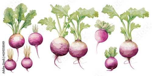watercolor turnip clipart for graphic resources