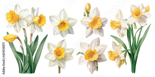Fototapeta watercolor narcissus clipart for graphic resources