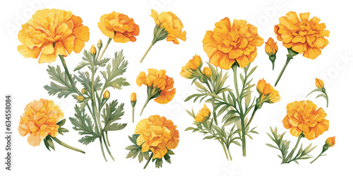 watercolor  marigold flower clipart for graphic resources © Dgillustration12u