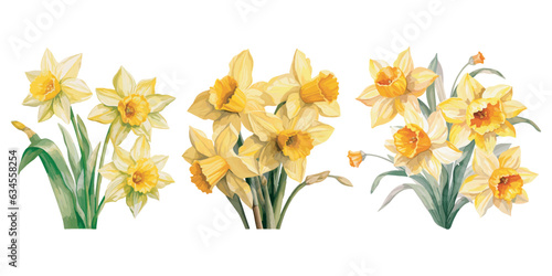 watercolor narcissus clipart for graphic resources