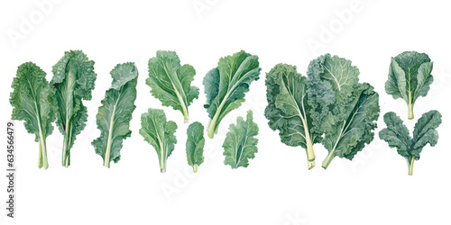 watercolor leafy kale clipart for graphic resources