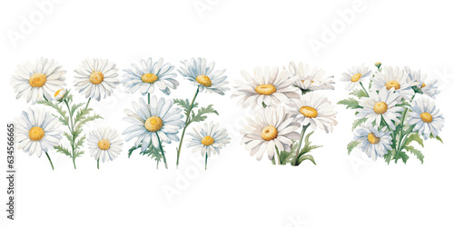 watercolor daisy clipart for graphic resources