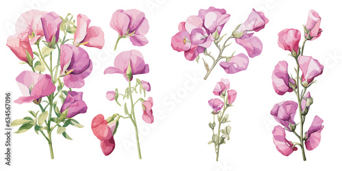watercolor sweet pea clipart for graphic resources