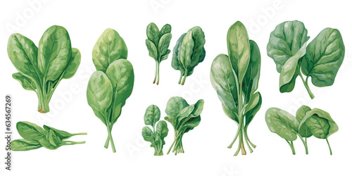 watercolor spinach clipart for graphic resources