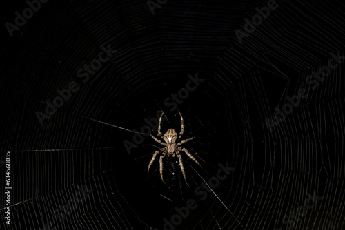 A large araneus spider waits for its prey on its web at night photo