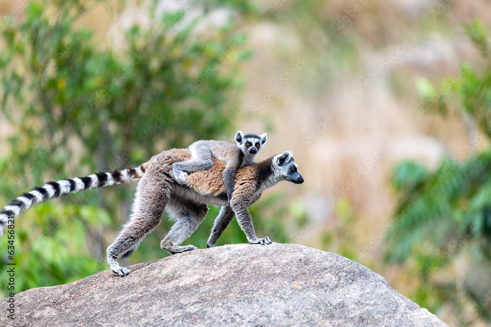 Ring-tailed lemur (Lemur catta), Mother with baby on back sitting on stone. Endangered endemic animal in Andringitra National Park mountain, Madagascar wildlife animal. - obrazy, fototapety, plakaty 