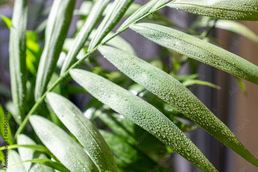 Obraz premium 雨に濡れた葉