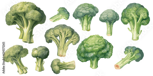 watercolor broccoli clipart for graphic resources