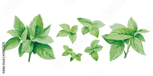 watercolor mint leaf clipart for graphic resources